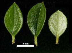 Cotoneaster perpusillus: Leaves, upper and lower surfaces.
 Image: D. Glenny © Landcare Research 2017 CC BY 3.0 NZ